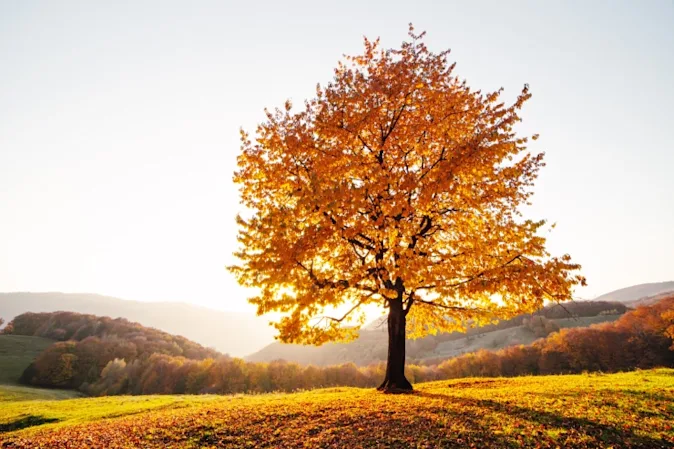 What did the tree say to its branches in Autumn? image