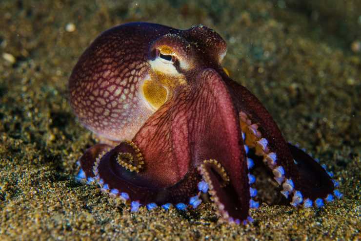  How many tickles does it take to make an octopus laugh? image
