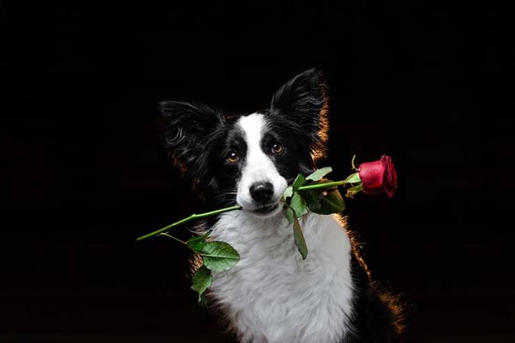 What do you get if you cross a sheepdog with a rose? image