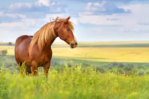 What do you call an insincere horse? image