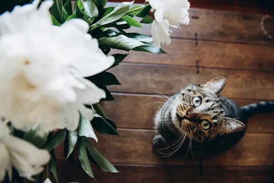 Stray Cat Crashes Wedding and Finds Fur-Ever Home-1