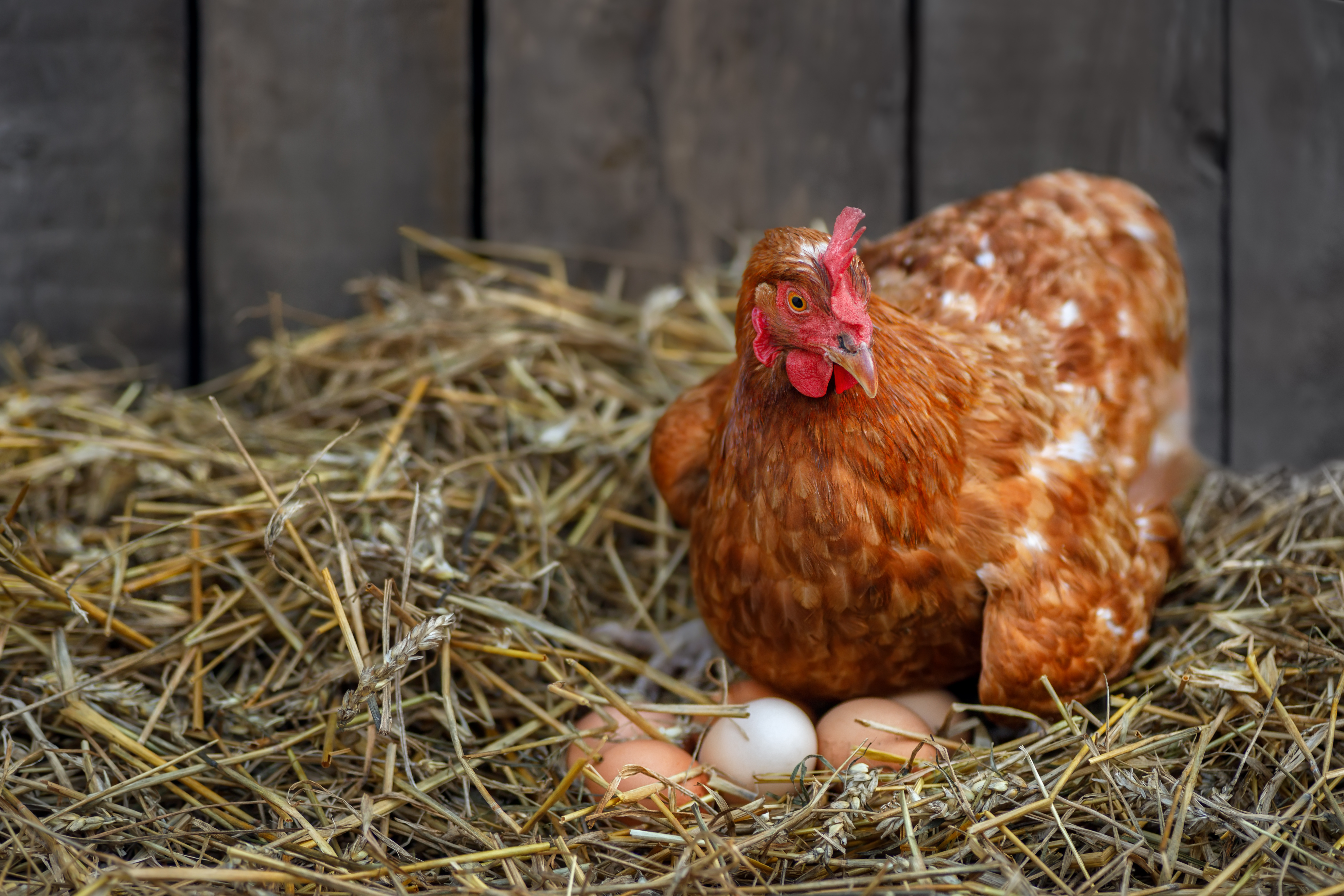 What do you get when a chicken lays an egg on top of a barn? image