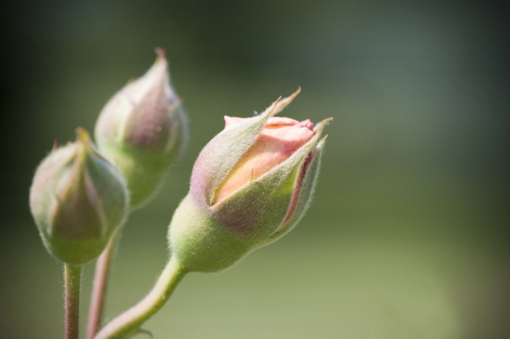  Why was the bud so shy? image