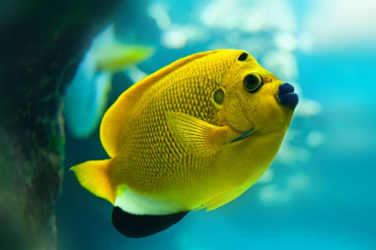  What did the fish say when he hit a concrete wall? image