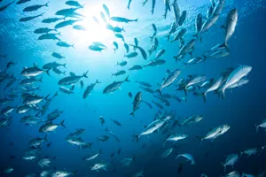 Why didn't the fish go on summer vacation? image
