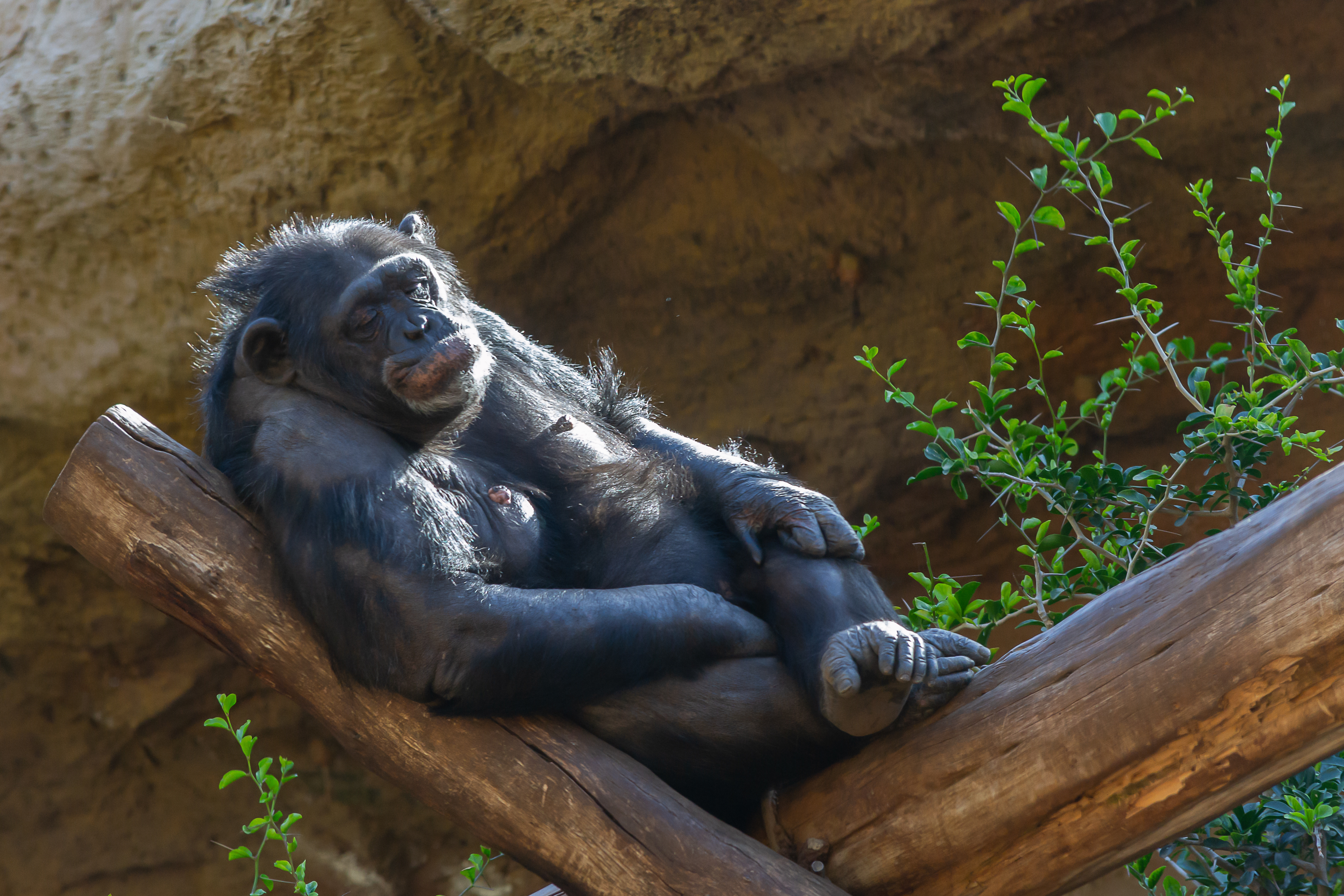 What do you call a monkey who spends a day at the tanning bed? image