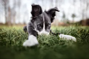 What do puppies use to take their lunch to school?