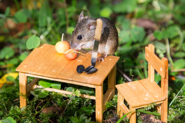  What do mice bring on a picnic? image