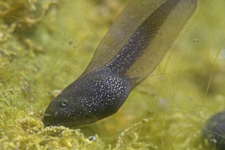  Why did the tadpole feel lonely? image