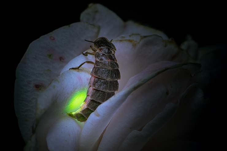  What's a glow worm's favorite song? image