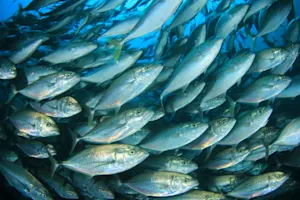 What country has the most fish? .jpeg