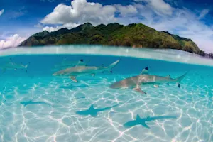 Where do sharks go on summer vacation? image