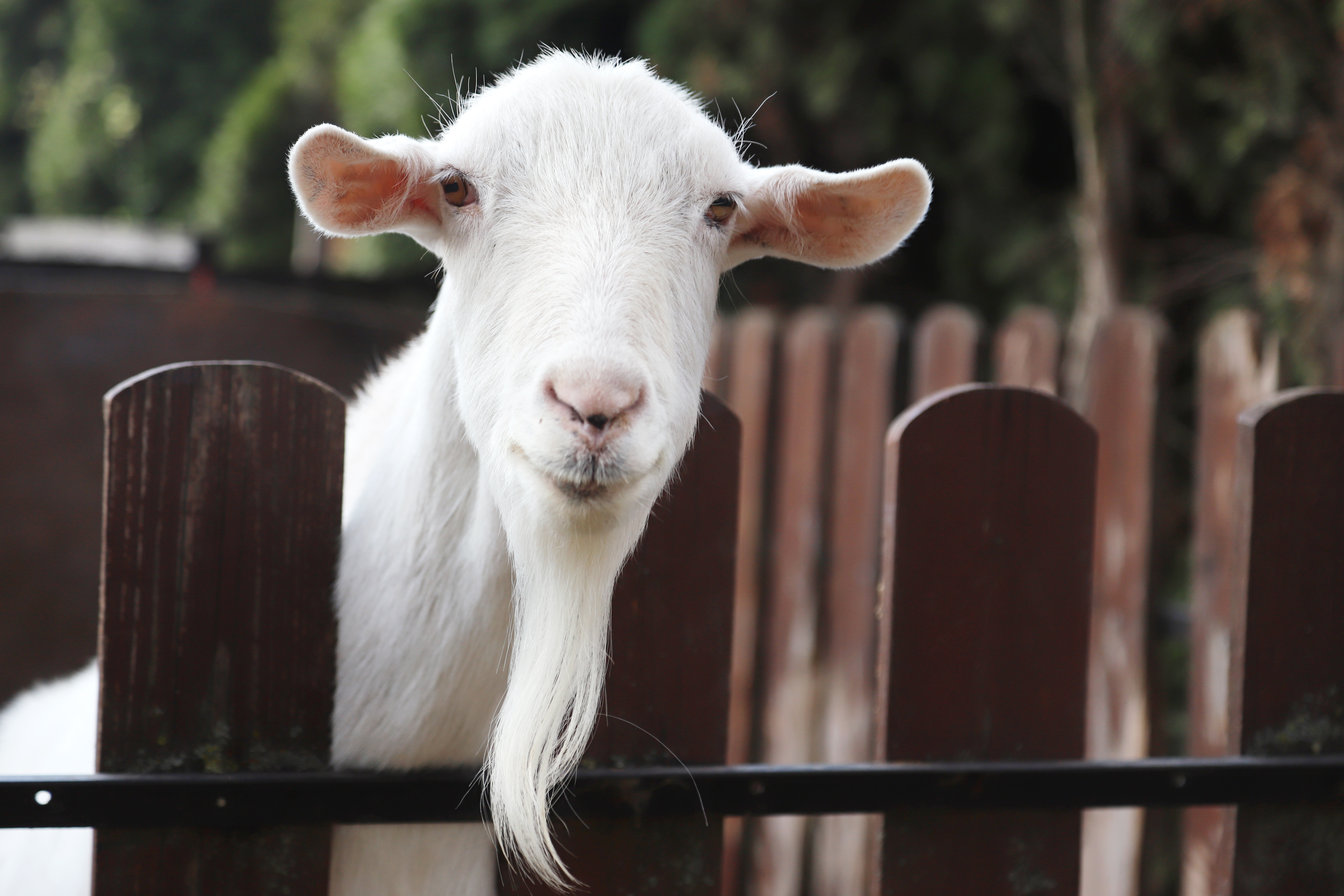 What do goats say to make their kids laugh? image