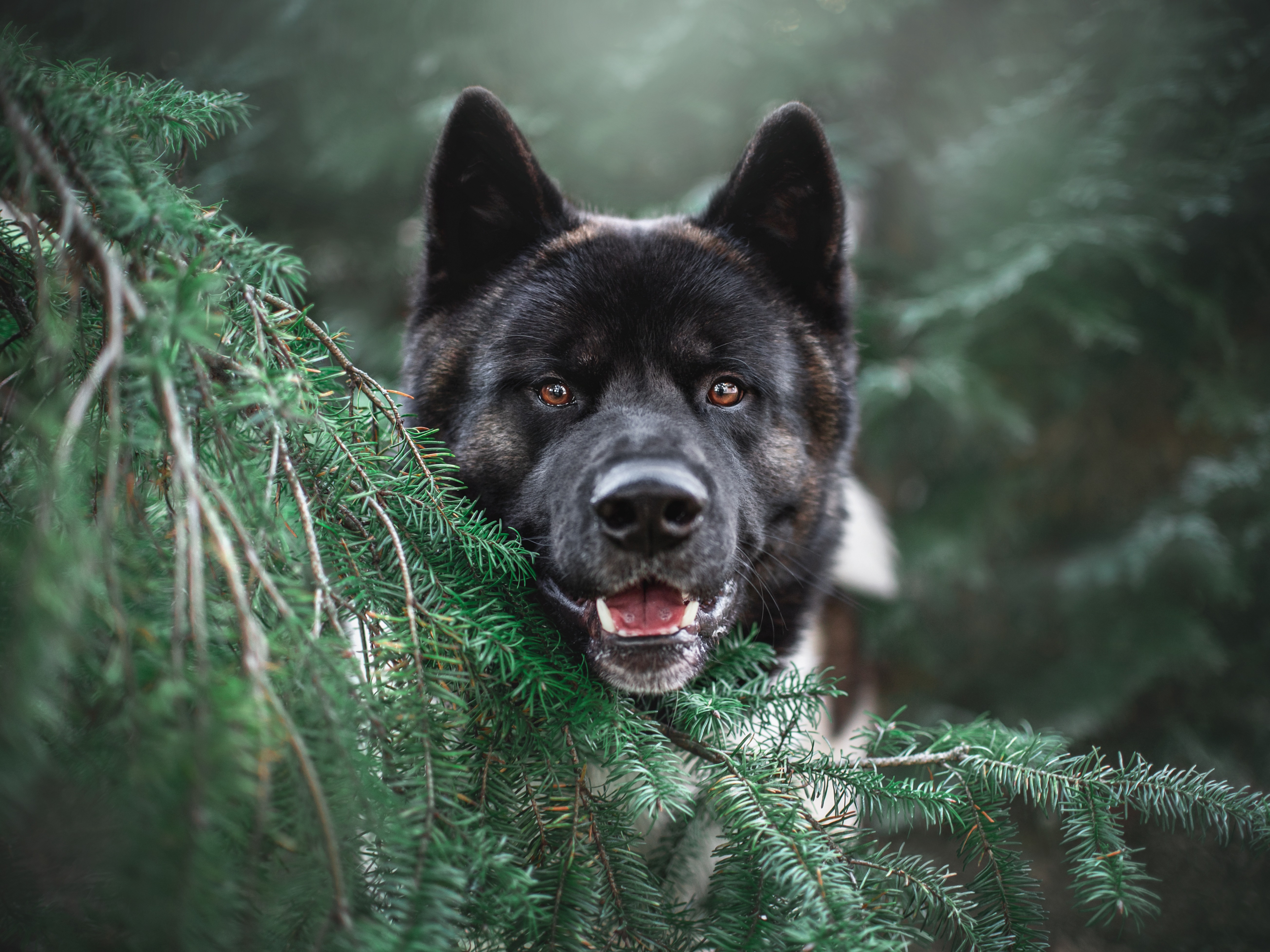 The Dog That Connected O.J. Simpson to a Crime Scene-1