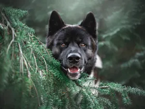 The Dog That Connected O.J. Simpson to a Crime Scene-1