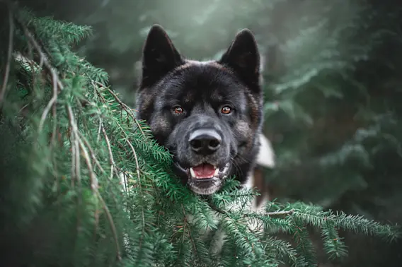 The Dog That Connected O.J. Simpson to a Crime Scene-1