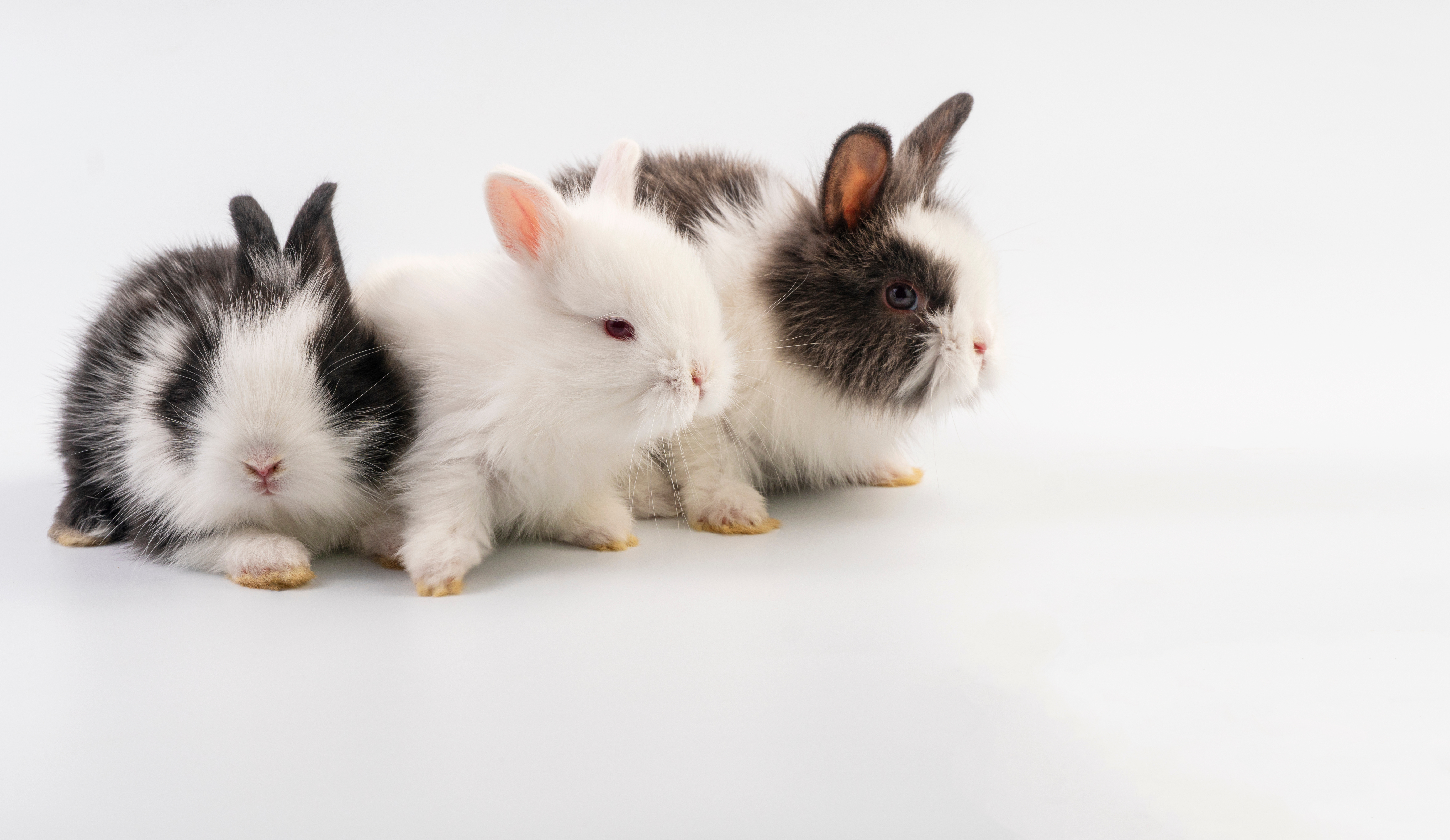 What do you call a group of bunnies hopping backwards?