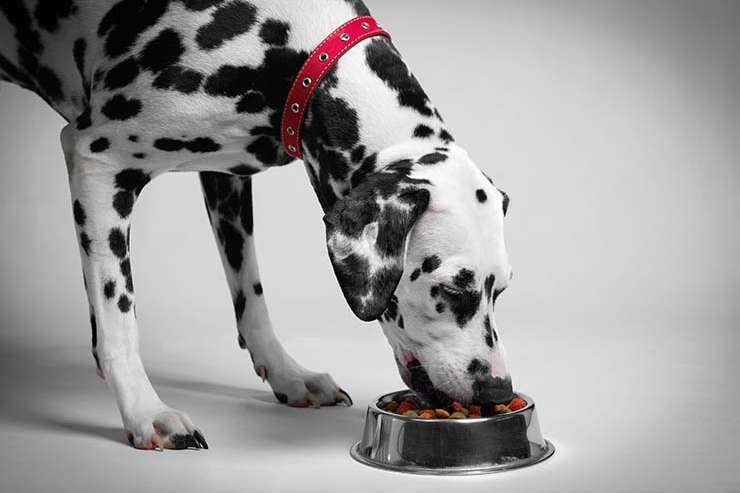 What did the hungry Dalmatian say when he had a meal? image