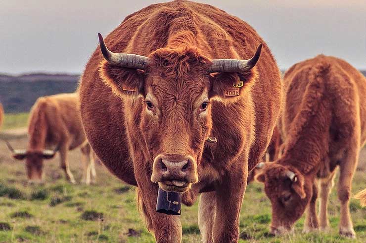  Why do cows wear bells? image