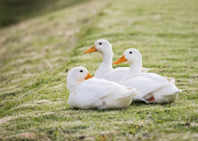 What do ducks have for lunch? image