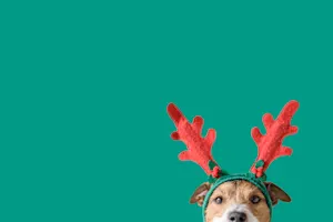 Who do puppies wait for on Christmas Eve? image