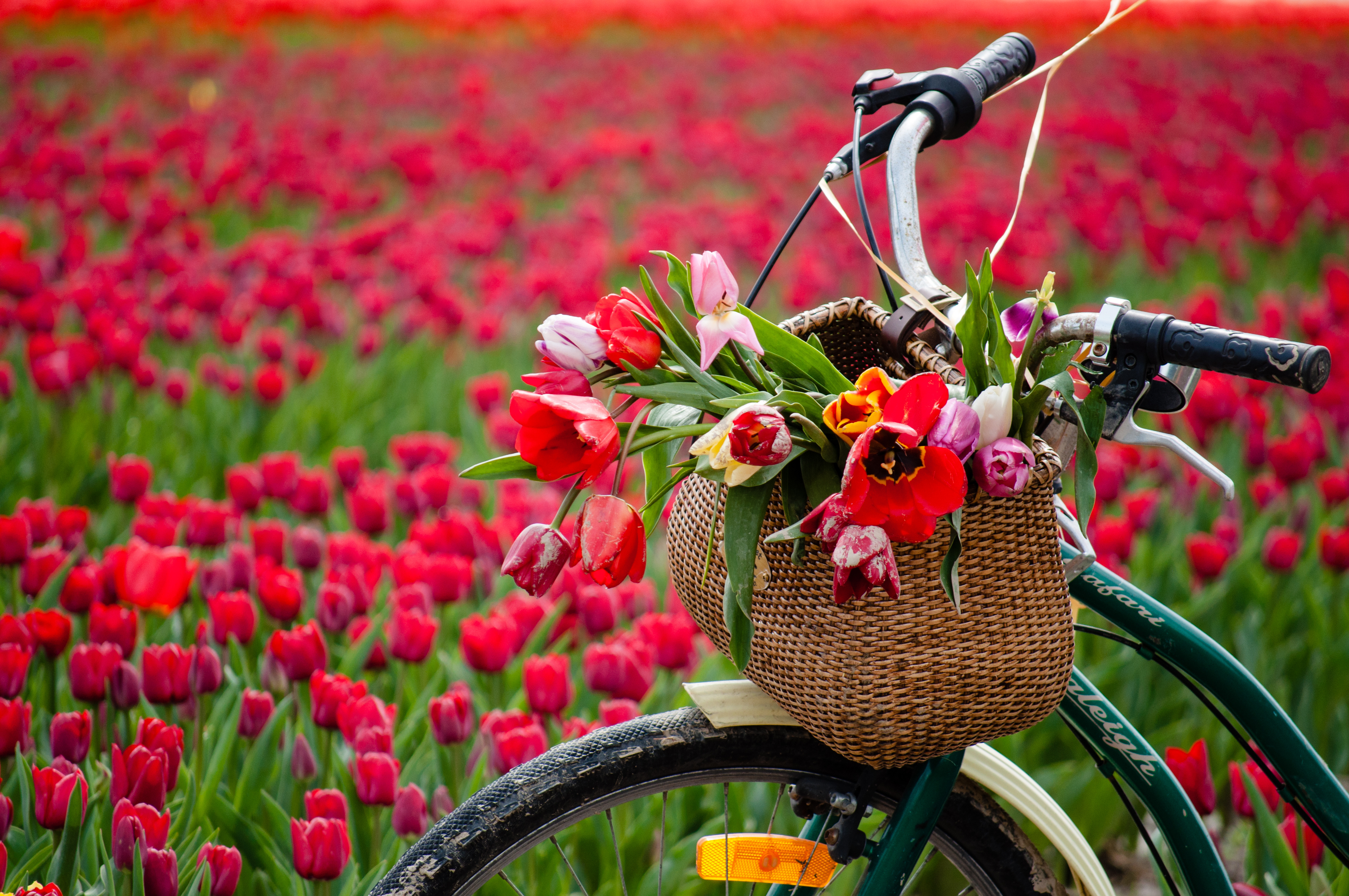 Why couldn't the spring flower ride its bike? image