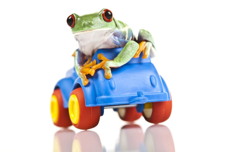  What do you say to the tree frog who needs a lift? image