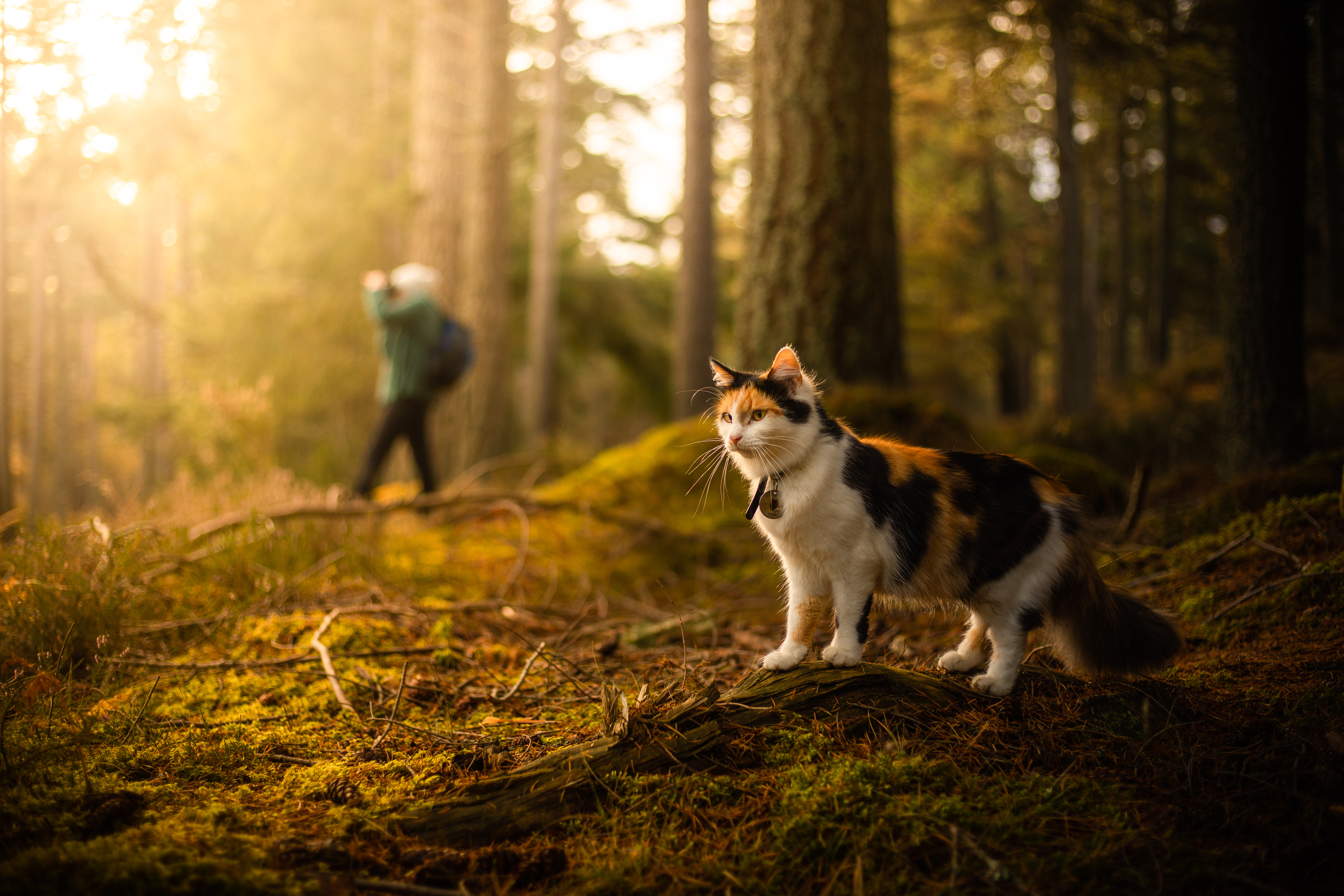 What type of cat loves to go on hikes? image