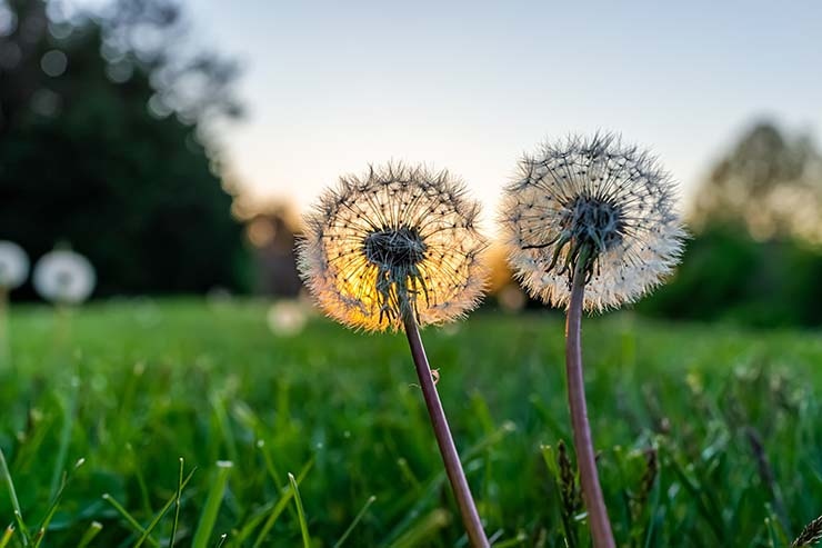  What did one dandelion say to the other dandelion? image