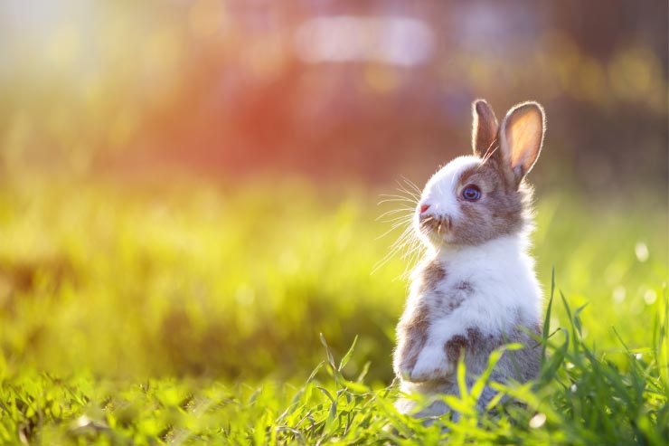  Where do rabbits go out to dance? image