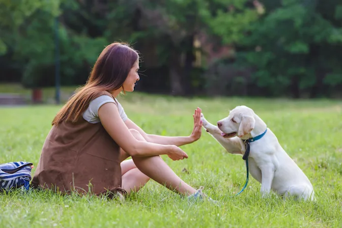 Is Now the Right Time to Get a New Puppy?-2