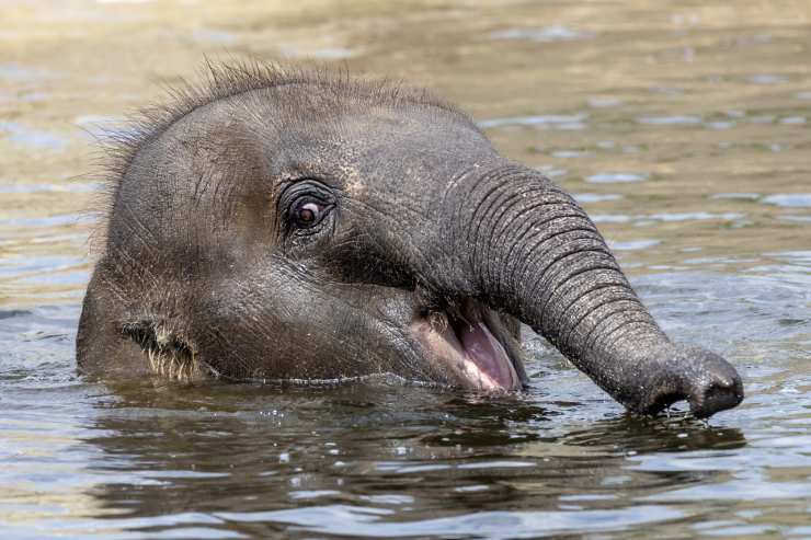  What do you call a group of elephants in the pool? image