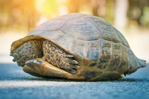 Why are turtles so shy? image