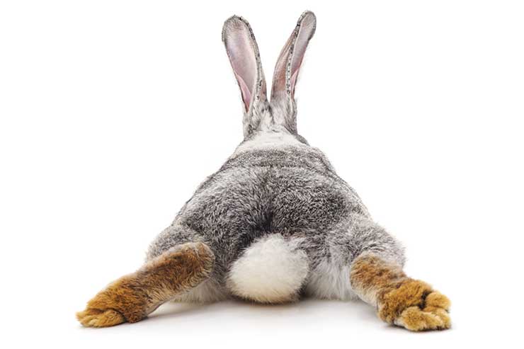  What do you call a rabbit with fleas? image