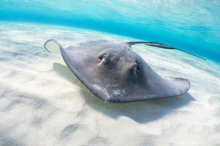  Where does the stingray's husband hang out? image