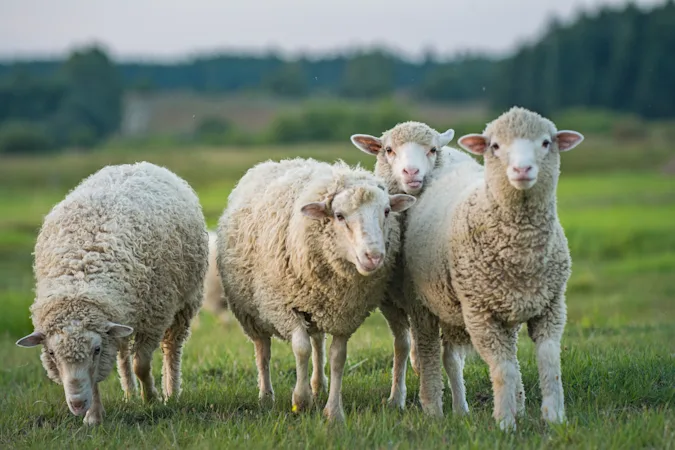 What is a sheep's favorite ice cream flavor? image