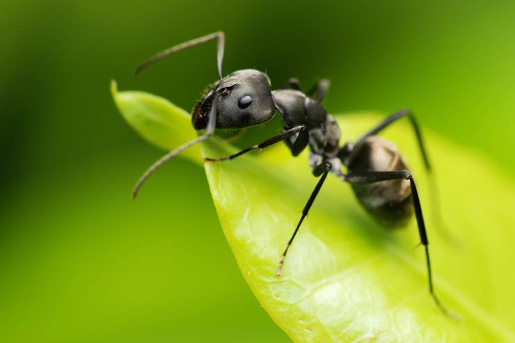  What medicine would you give an ill ant? image