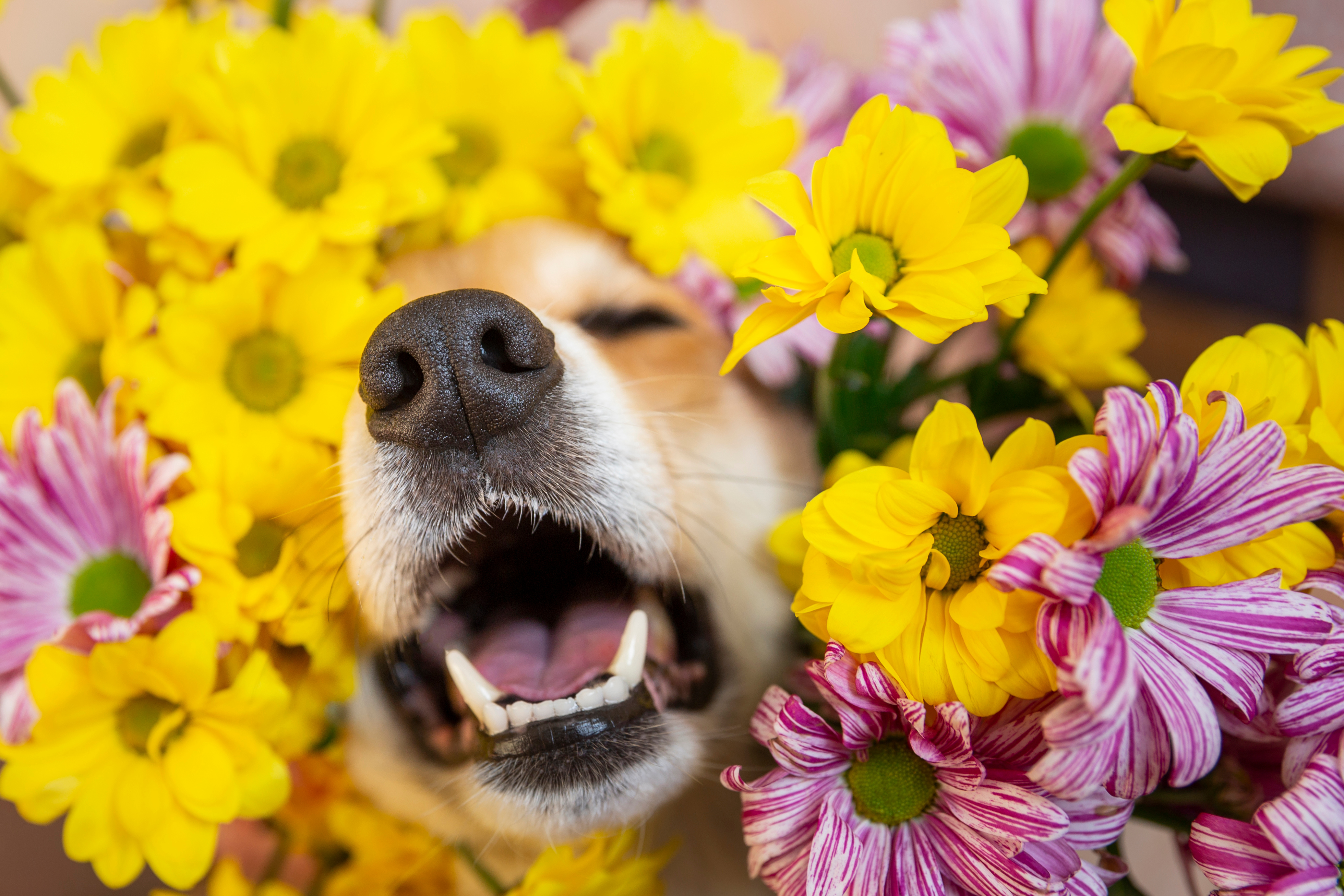 What do you call a dog with spring allergies? image