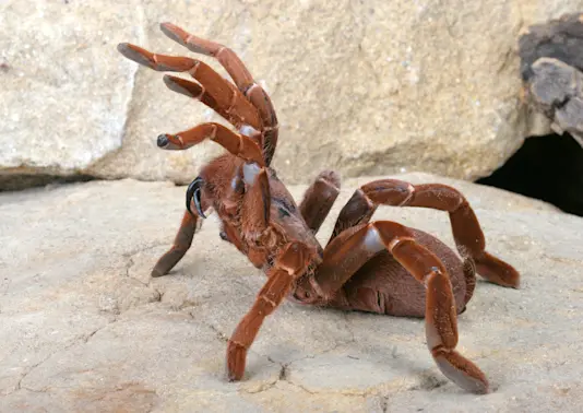 Biggest spiders in the world-4