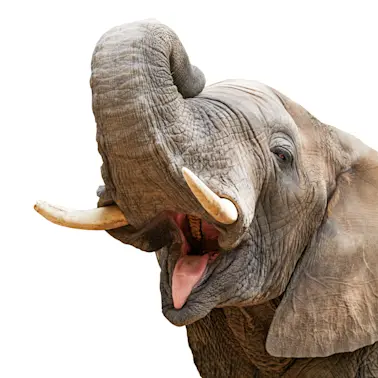 Toddler Loses Shoe, Elephant Saves the Day-1