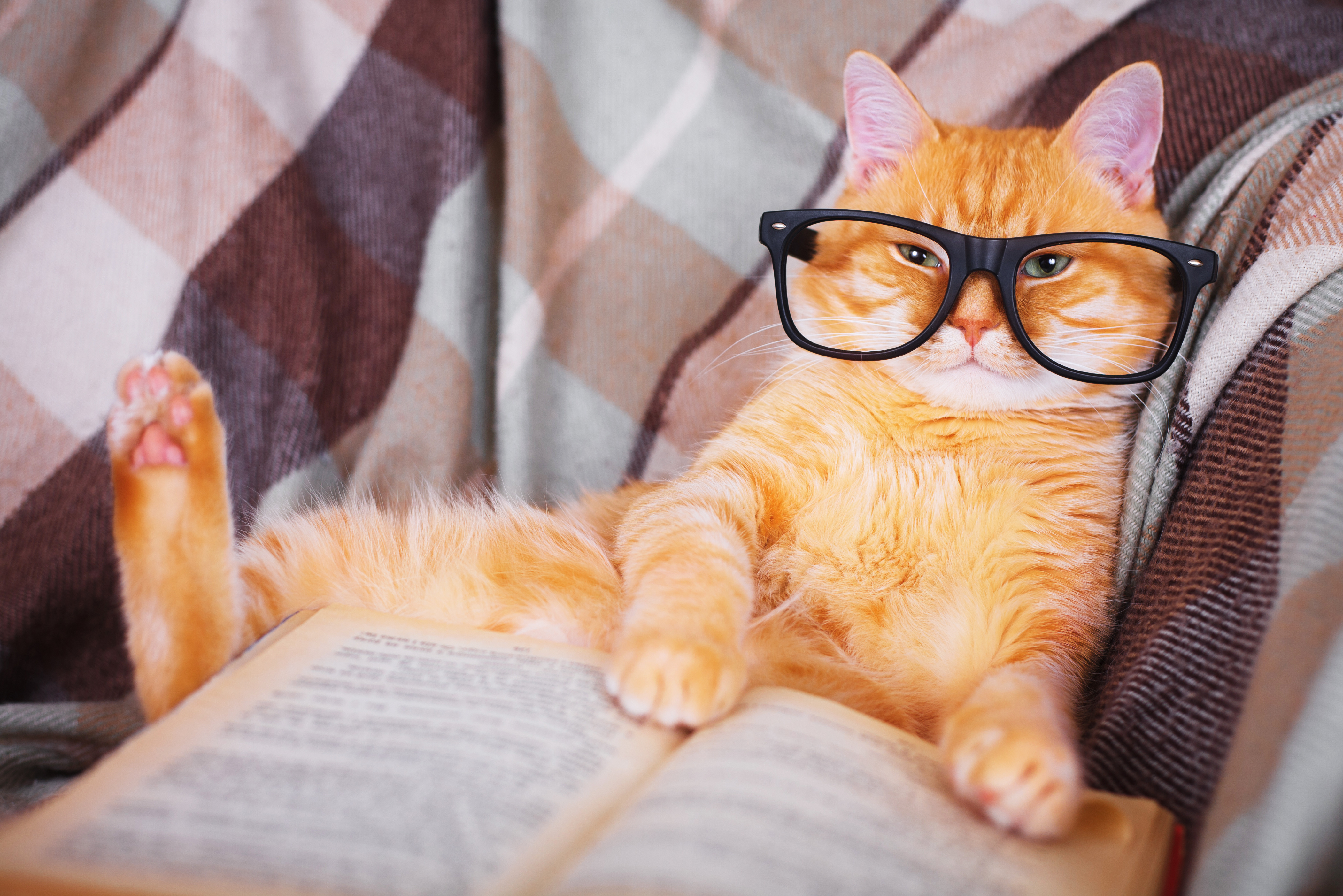 What's a kitty's favorite book? image