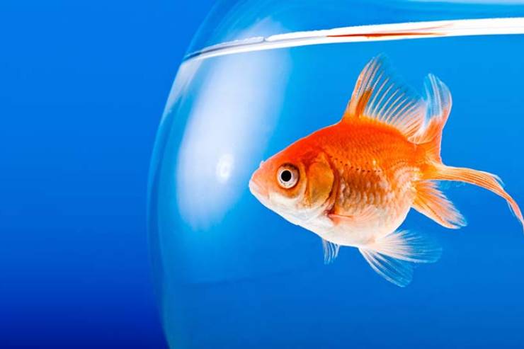  What do you call a fish wearing a bowtie? image