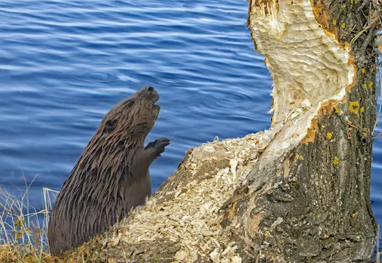 12 Nature Jokes to “Leaf” You in Stitches