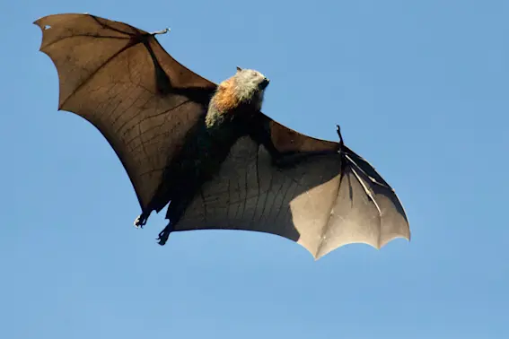 7 Flying Creatures That Aren't Birds-1