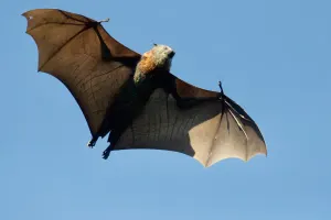 7 Flying Creatures That Aren't Birds-1