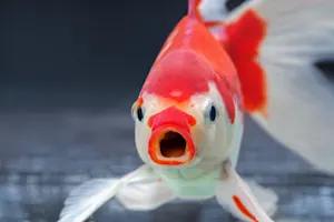 Did you hear about that anti-social fish? .jpeg