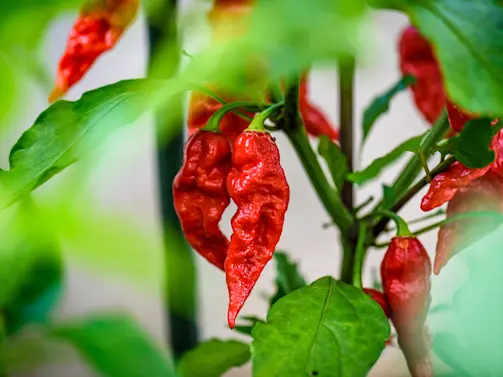 Turn Up the Heat The Hottest Peppers in the World-4