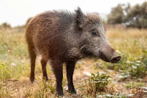 Why do hogs make terrible dinner guests? image