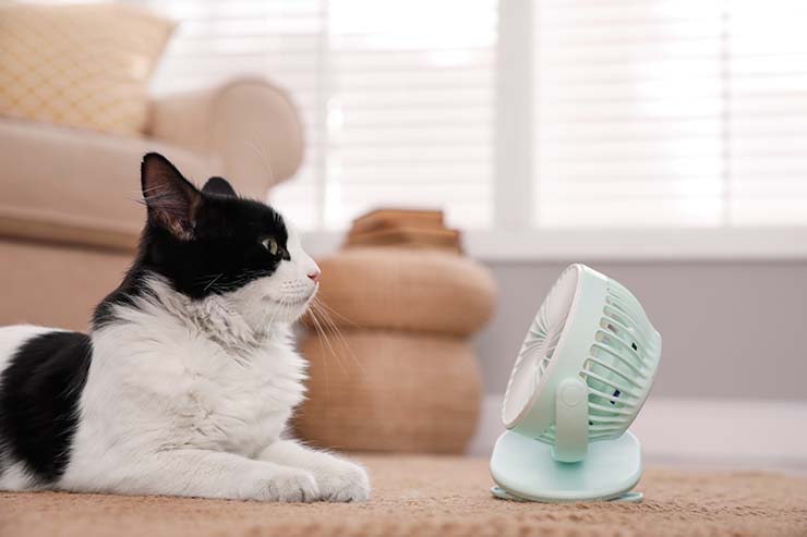  Why did the cat sleep with a fan on? image