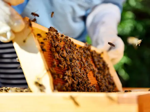 Who Is the Beekeeper That Captivated MLB Fans?-1